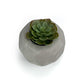 FOOTBALL PLANT POT GREY