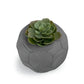 FOOTBALL PLANT POT DARK