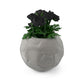 FOOTBALL PLANT POT GREY